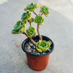 Succulents plants 🪴 