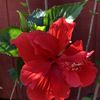 Cheryl K