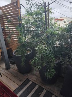 Large cement pots (5) and 3 privacy plants