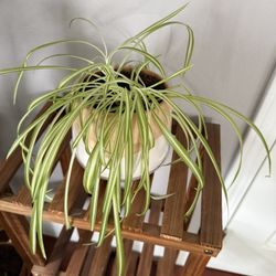 Spider Plant