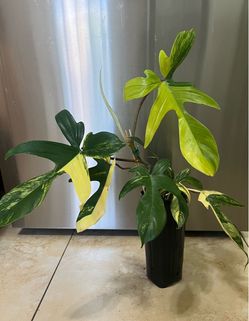 Philodendron Variegated Florida Beauty Plants