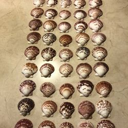 2 1/2” Sea Shells