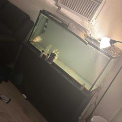 Turtle Tank (2) W/ 55 Gallon Tank And Stand Full Set Up 