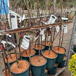 Fruit Trees / Árboles Frutales 