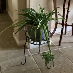 Indoor Hawaiian Spider Plant
