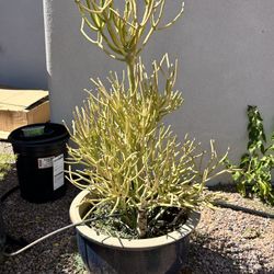 FREE Foxtail Fern And Pencil Cactus/Fire Stick Plants FREE