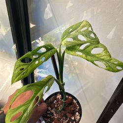4 Leaf Variegated Mint Monstera Adansanii Mini Monstera Plant