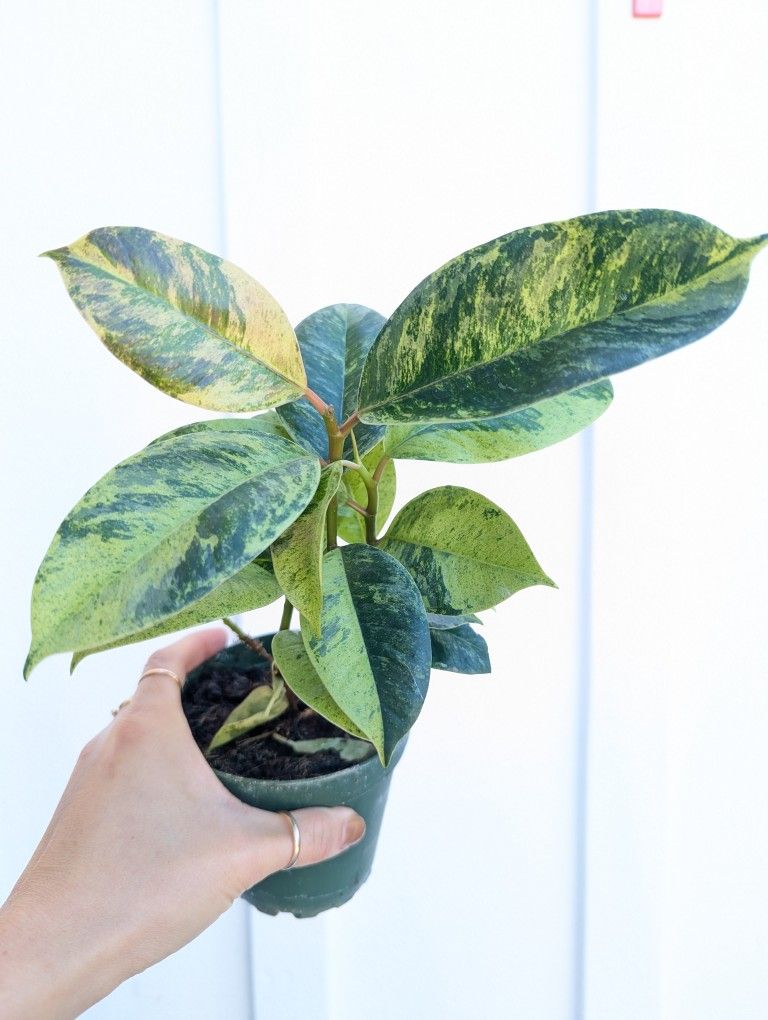 Ficus Shivereana Moonshine Plant 4" Pot - Indoor House Plants