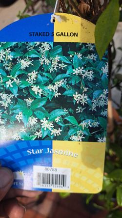 Potted plant star jasmine
