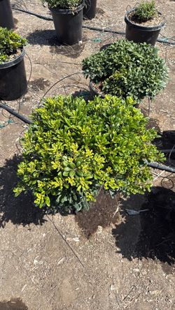 Pittosporum wheeler dwarf 15g