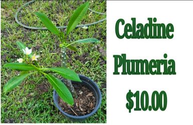 Celadine plumeria