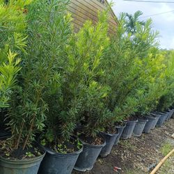 Podocarpus 7gl 4ft $19🏡🏡🏡