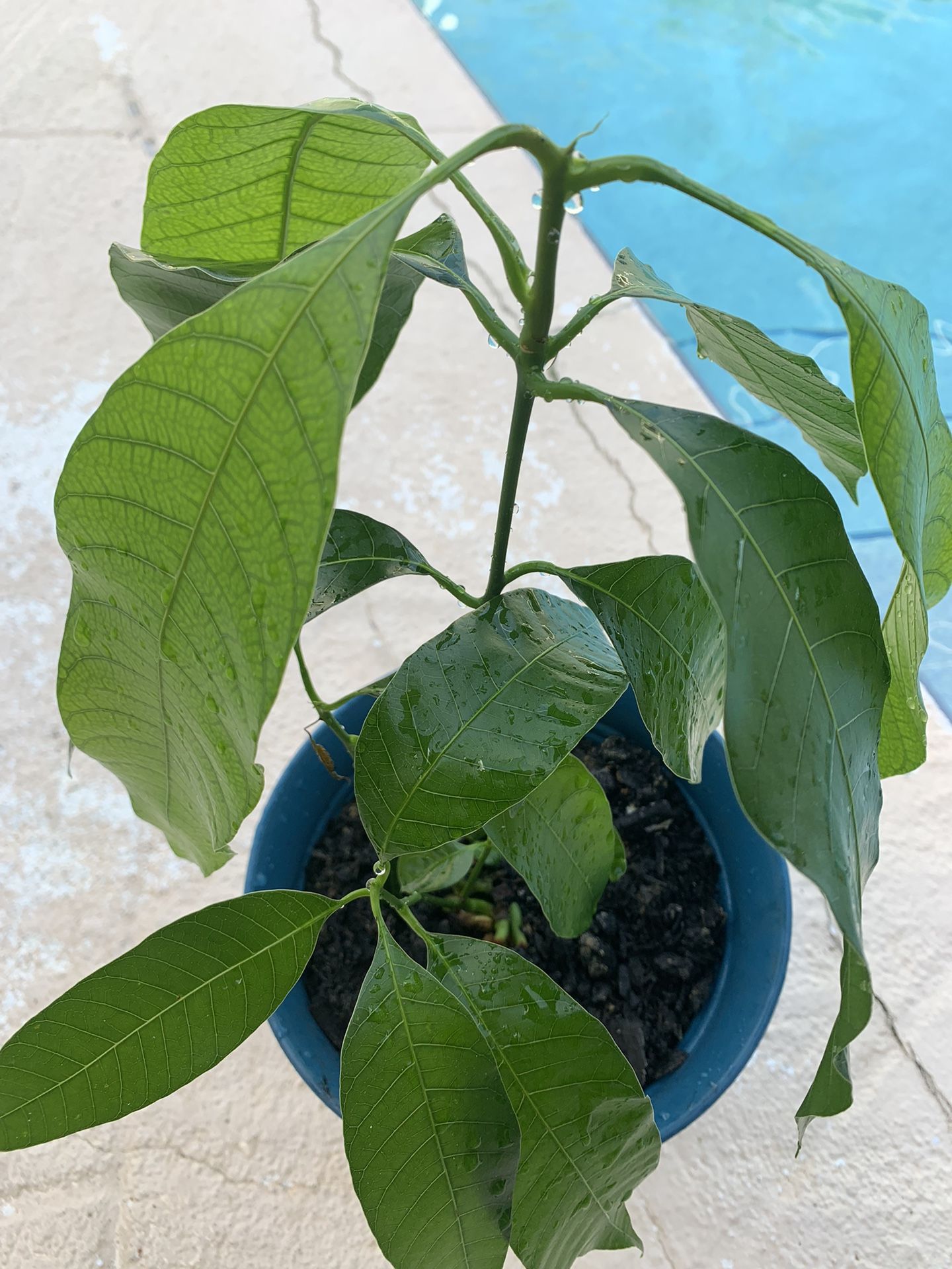 Mango Tree