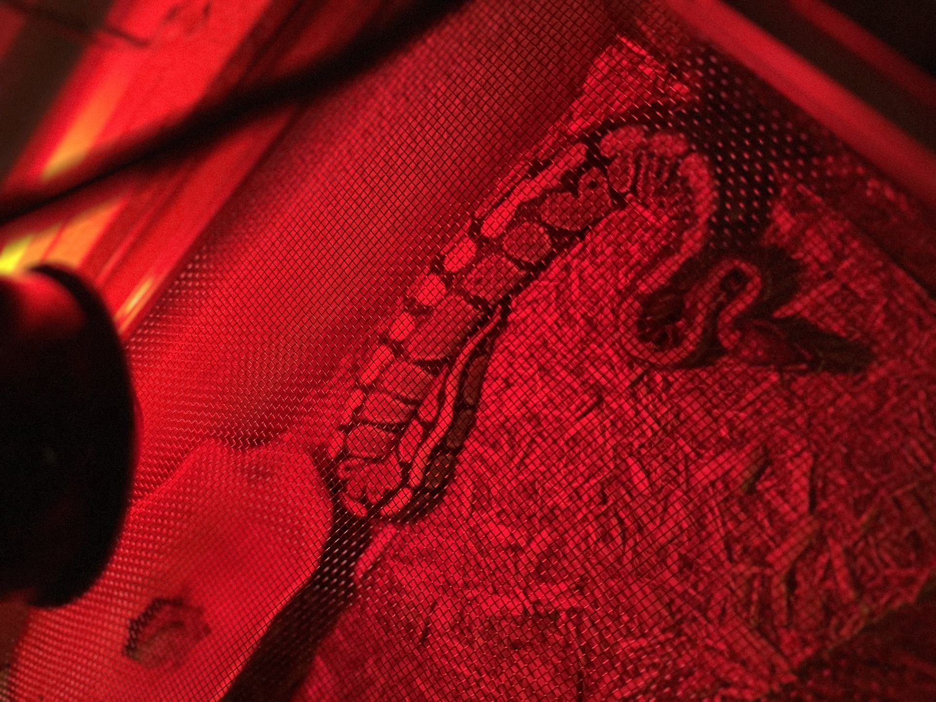 Snake