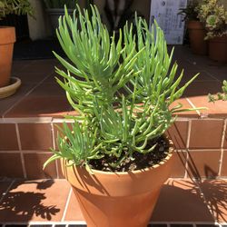 Senecio Succulent Plant