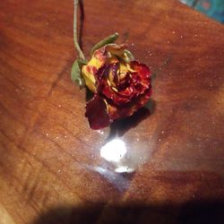 Real Dried Resined Roses Small