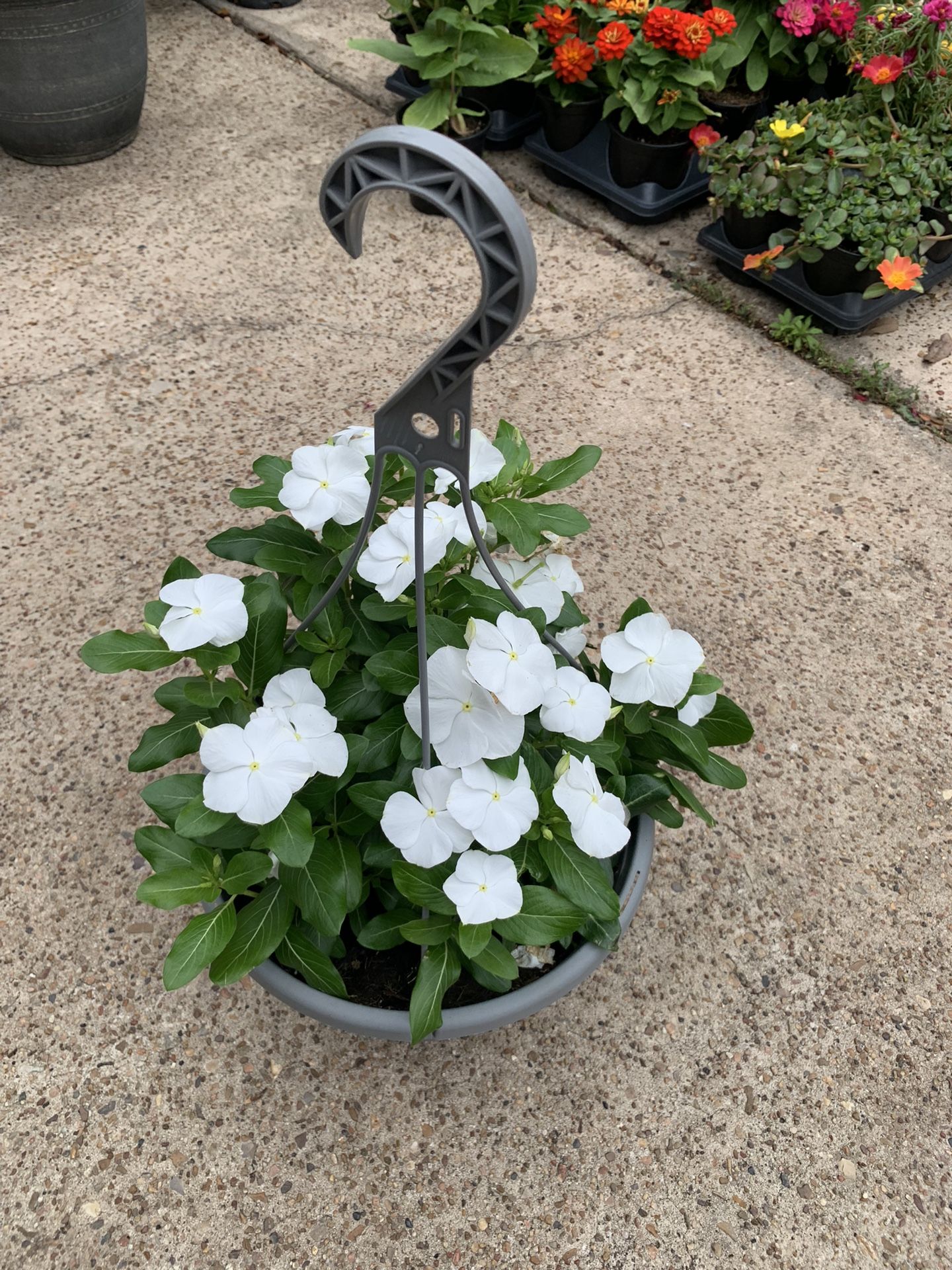 Vinca Plant White 