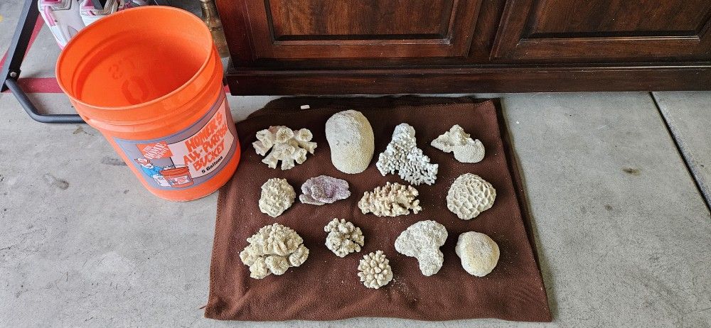 Beautiful Pieces Of Dried Coral Pieces For Decor Or Reef Tanks
