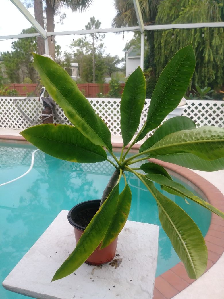 Plumeria aka as frangipani