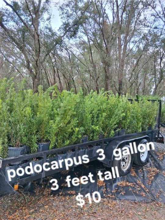 Podocarpus 3g