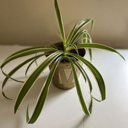 Spider Plant.