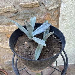 American Agave 