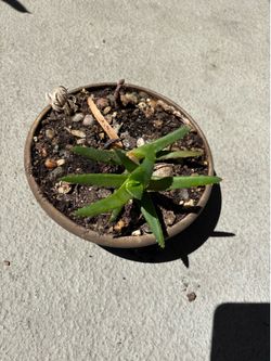 Succulent