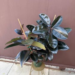 8” burgundy rubber plant 