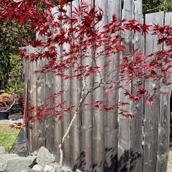 Japanese Maple Fire glow