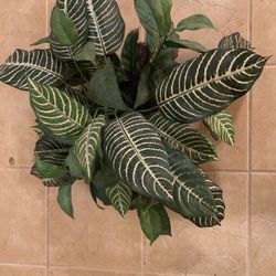 Green Decorative Plant