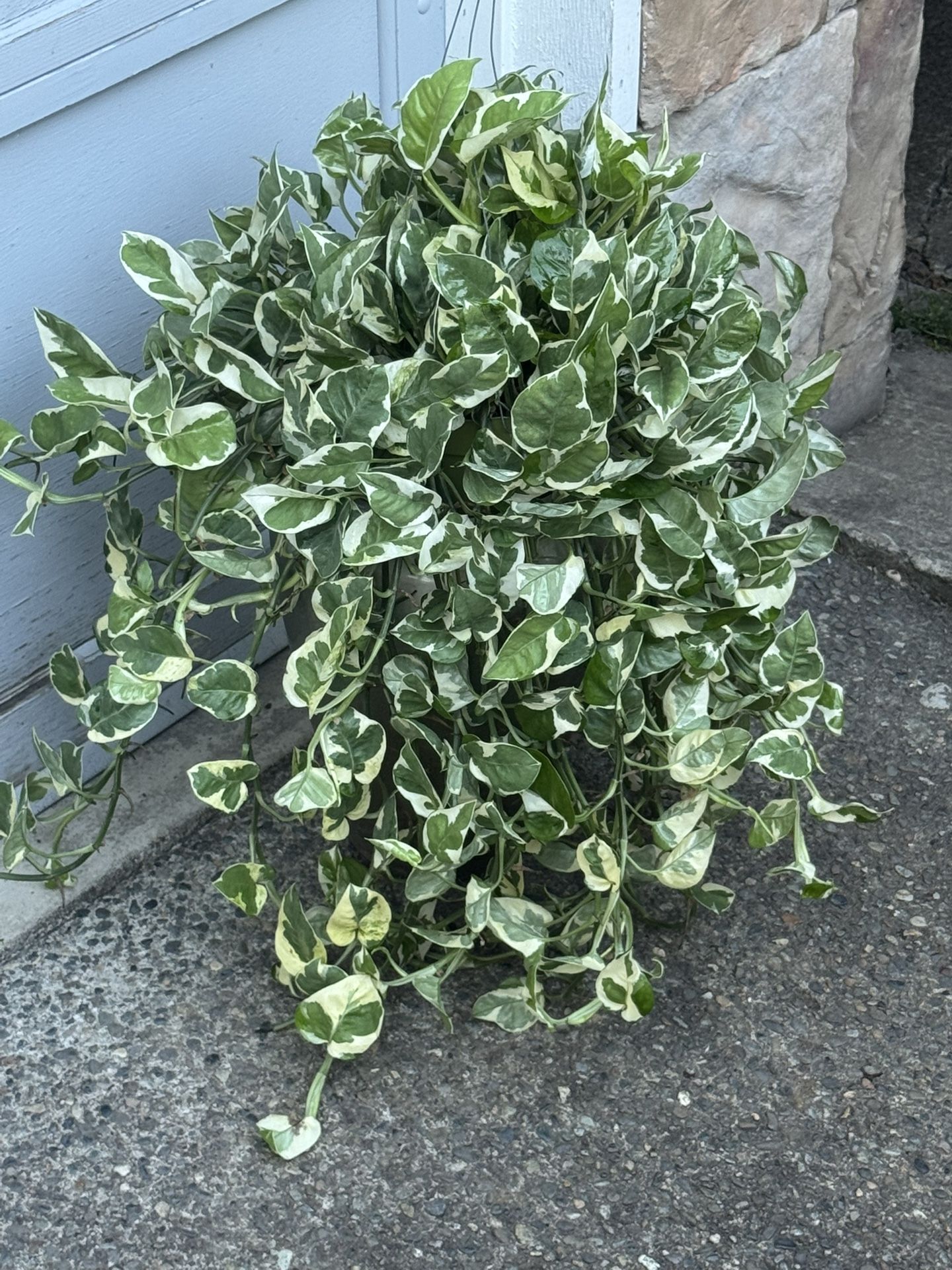 Huge NJoy Pothos