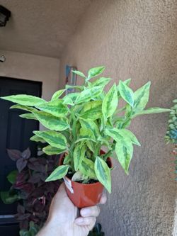 Jacob Ladder Plant $18