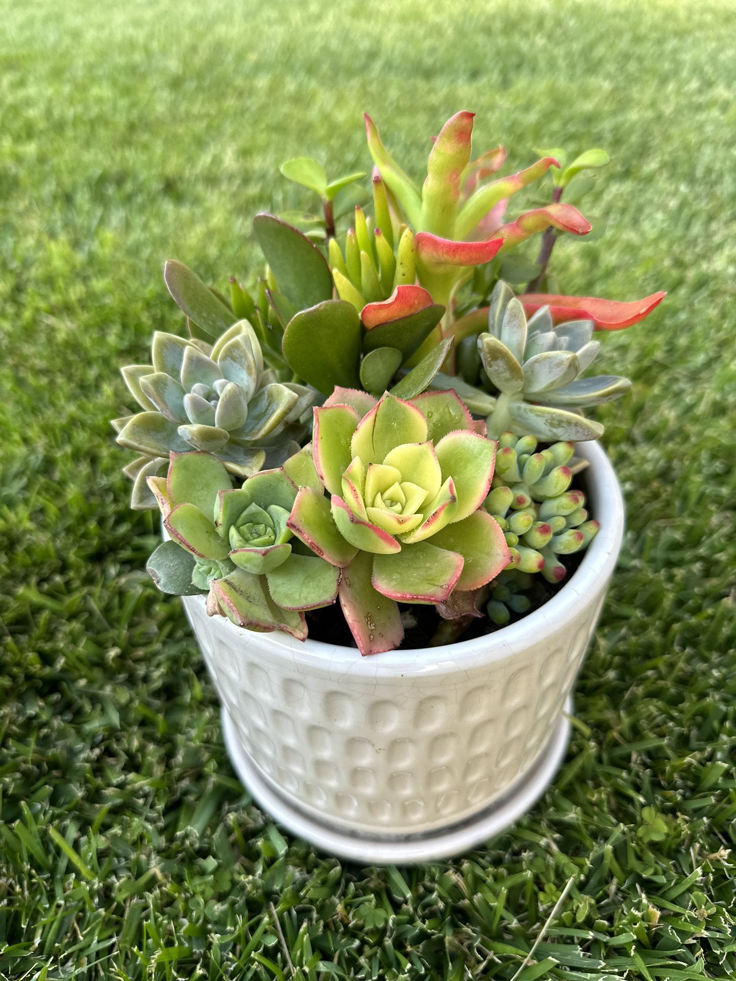 Succulents $15 Mother’s Day 🎁 