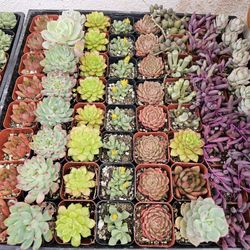 2" Succulents $1 Each
