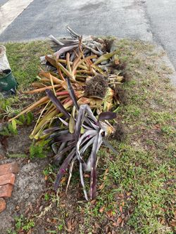 Bromeliads