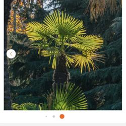 Ornamental Windmill Palm in 5 Gal. Grower's Pot