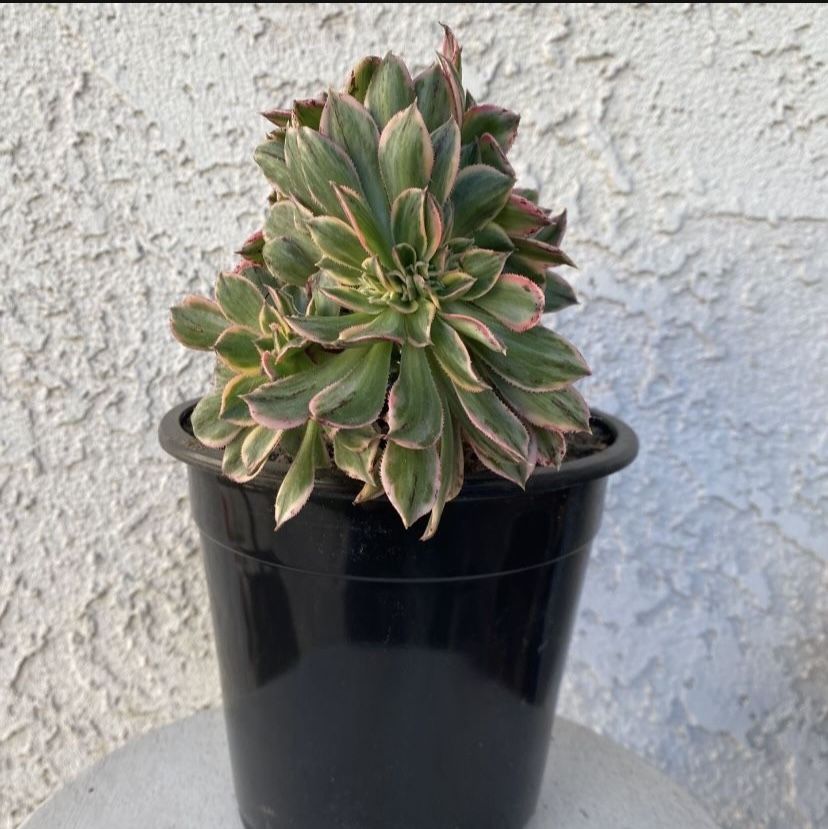 1.5 Gallon Pot Rare Succulent Plant - Aeonium Sunburst Variegated Crested - Sculptural - Rooted & Established - Drought Resistant - 🪴