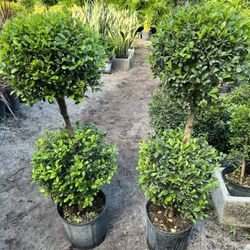Topiary Double In 3 gls Pot. SPECIAL PRICE 🤩