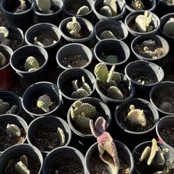 Cactus Sale This Weekend – Up to 70% Off!