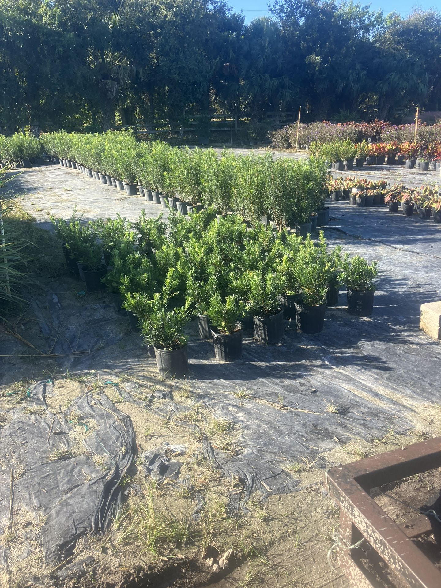 Clusias all sizes available starting at five dollars