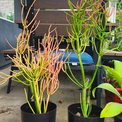 Euphorbia Tirucalli - Firesticks 🔥🌵