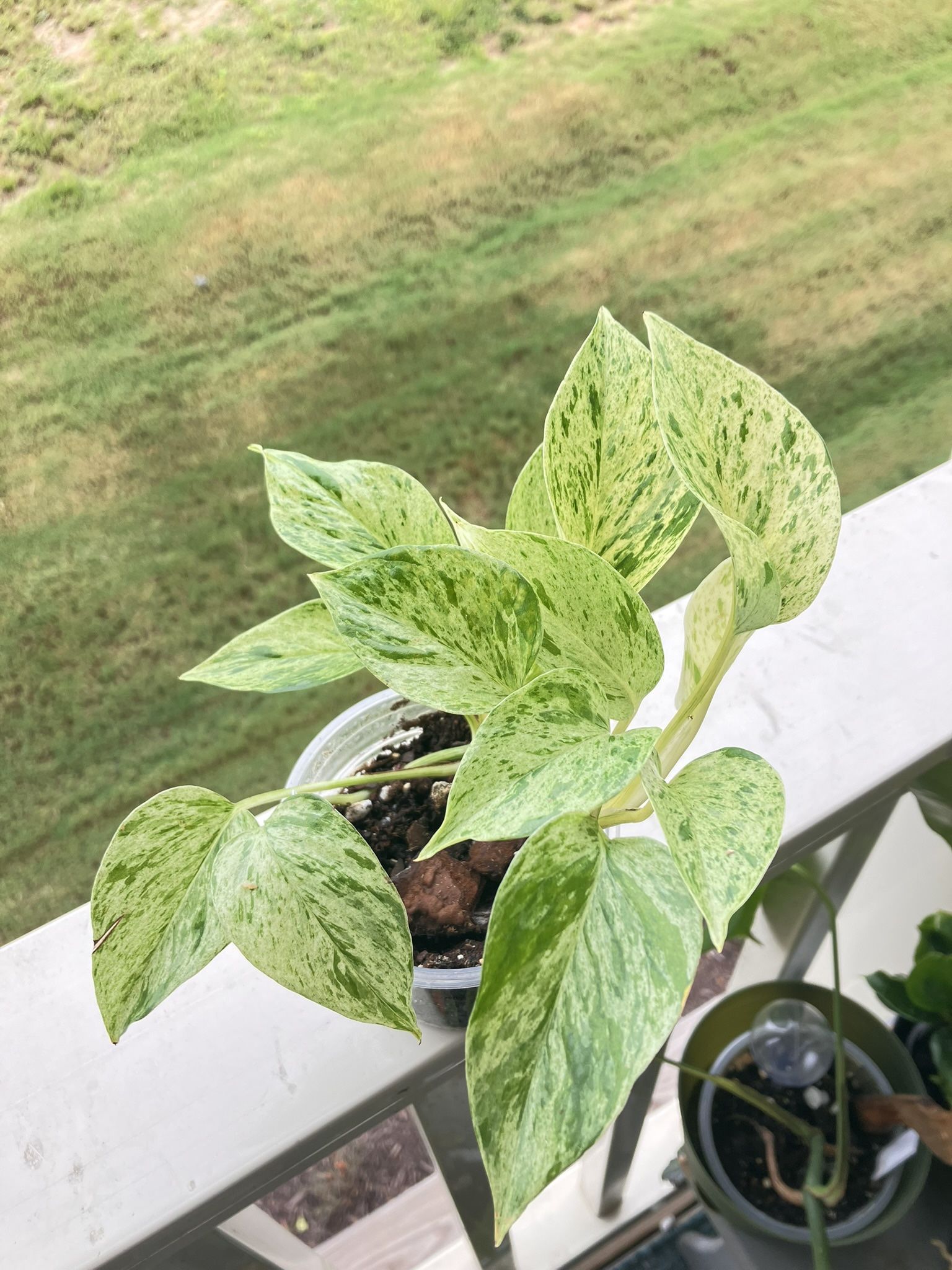 Snow Queen Pothos (on the Rare Side)
