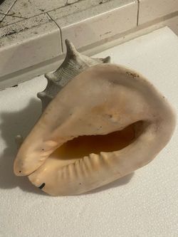 Horned Helmet Shell Trumpet