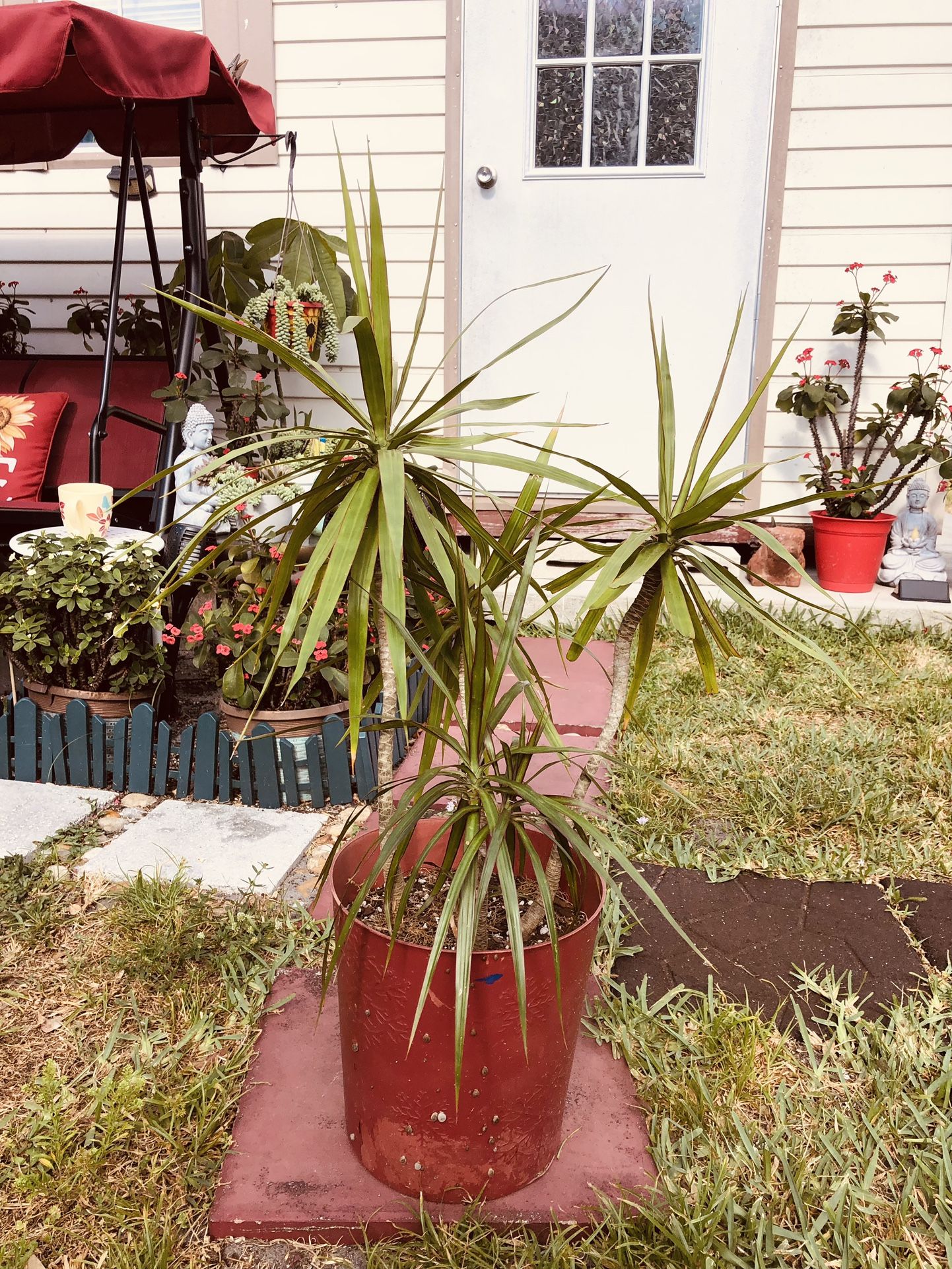 Dracaena Plant 