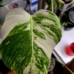 Monstera Albo