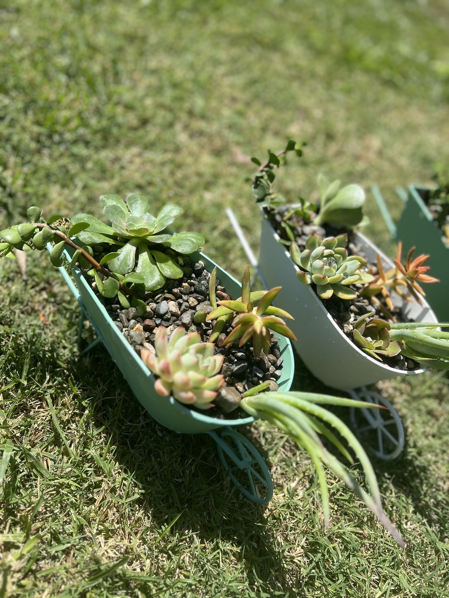 Mini Succulent Arrangement 