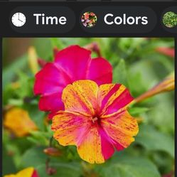 4 O Clock Plants 