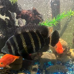 Pair of Large Buttikoferi Cichlids (Hornet Cichlids) - Healthy & Bold