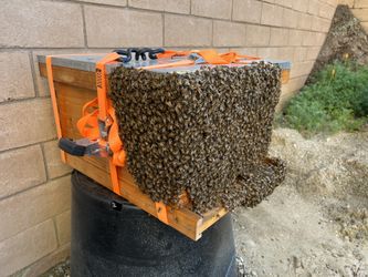 Pollen Patties Made From UltraBee - Boost Your Bees