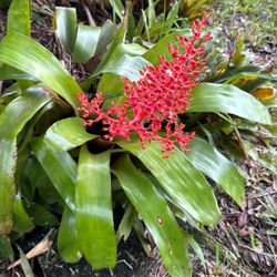 Bromeliad Plant